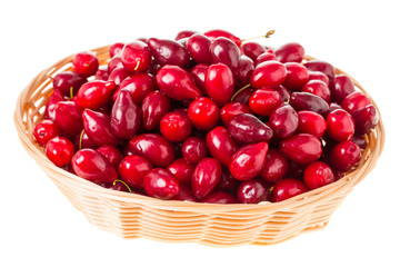 Wicker basket with red dogwood berries.