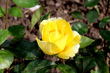 yellow rose
