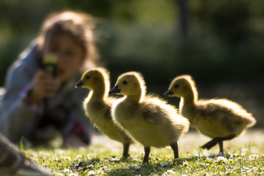 Canada goose (Branta canadensis) goslings being photographed. Three young chicks in foreground with child using phone to take photo, highlighted by evening sun