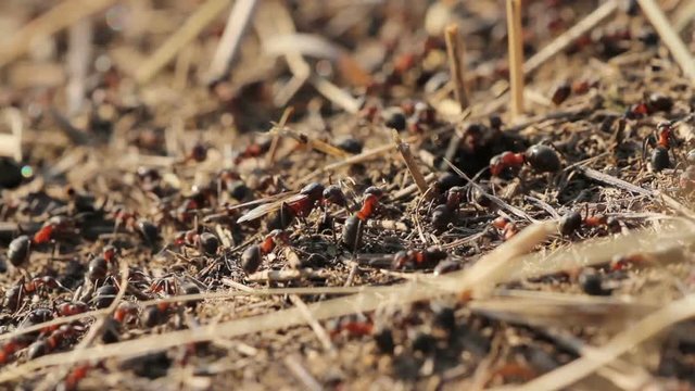 Ants on anthill in spring