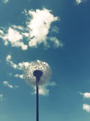 Dandelion and Clouds
