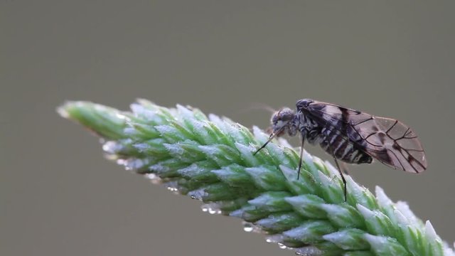 Barklice Insects seen with big magnification, psocoptera