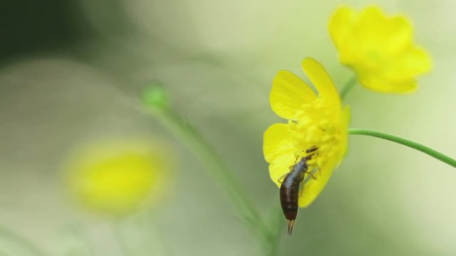 Earwig insect on flower, Forficula auricularia