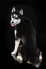 Siberian Husky