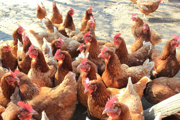 Hennen (Hühner) in Freilandhaltung auf einem Bauernhof
