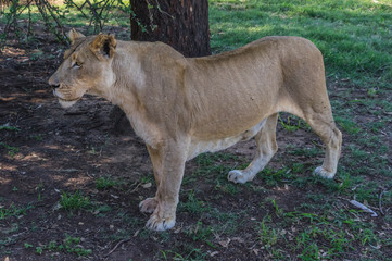 The African Lion is the top predator in the African wild