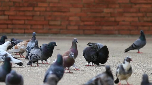 Pigeons eating bread. Pigeons eating bread on city street.Flock Domestic Pigeons Birds Feeding Street Pavement Paved Road Feed Food GroundมA flock of pigeons eating.