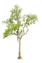 Obraz premium Isolated Tree on white background, Tree object element for desig