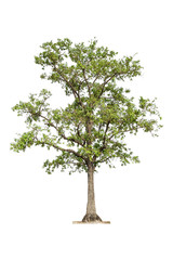 Obraz premium Isolated Tree on white background, Tree object element for desig