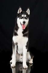 Siberian Husky