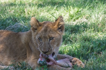 The African Lion is the top predator in the African wild