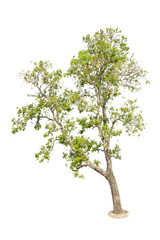 Obraz premium Isolated Tree on white background, Tree object element for desig