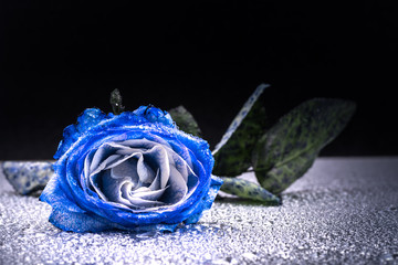 Flower, blue rose, close-up, macro.