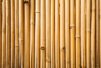 Yellow bamboo fence texture, bamboo background, texture background, bamboo forest