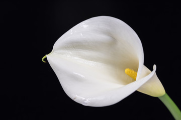Calla, flowers, close-up, macro.