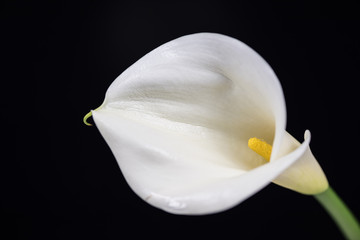 Calla, flowers, close-up, macro.