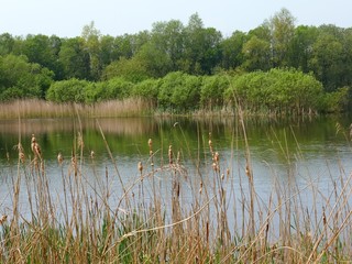 Nature reserve at Shapwick Heath in Somerset, England.