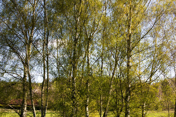 Silver birch trees against a blue sky