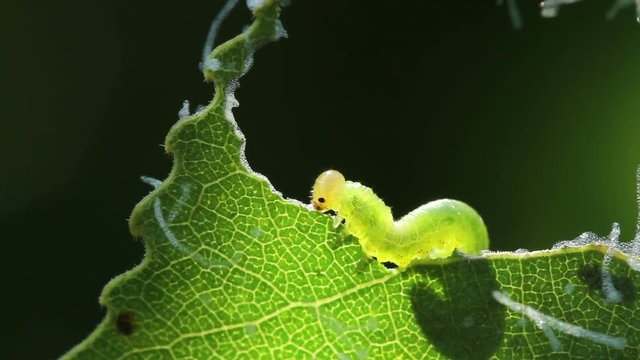 Larva of Tenthredinidae eating leaf