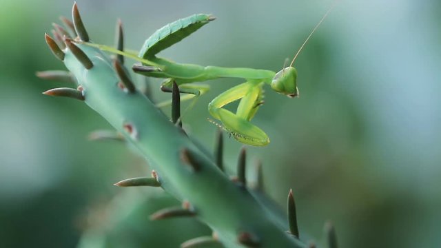 Mantis jumping out of plant
