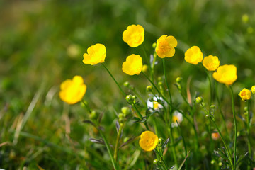 Meadow Buttercup (Ranunculus acris), close-up of flower