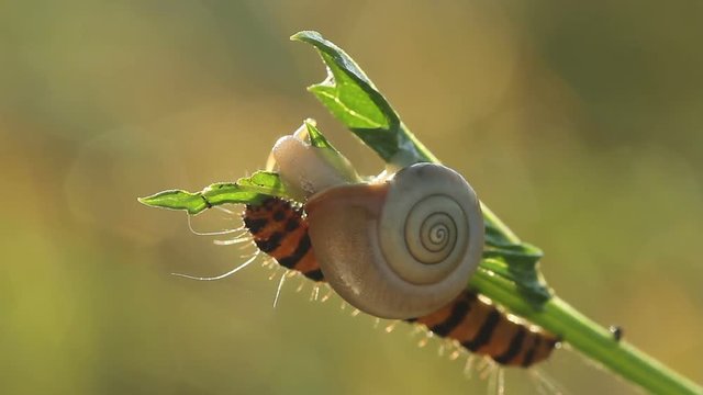 Snail with caterpillar on plant moving at morning