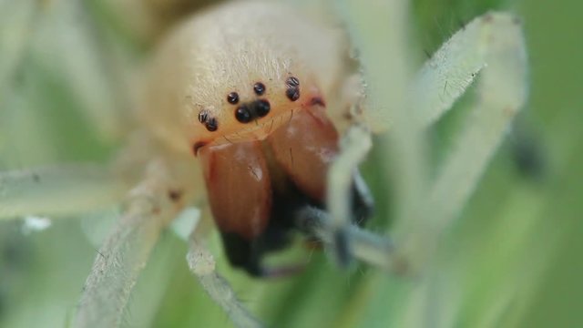 Cheiracanthium punctorium spider cleaning his legs