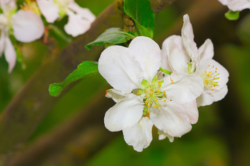 white flowers of apple tree blooming on branch