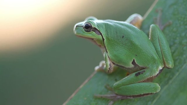 Green Tree Frog on a reed leaf at morning (Hyla arborea)
