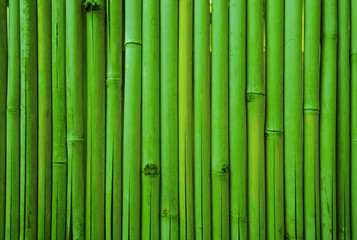 Green bamboo fence texture