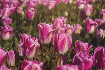 Obraz na płótnie Canvas pink tulips in a field