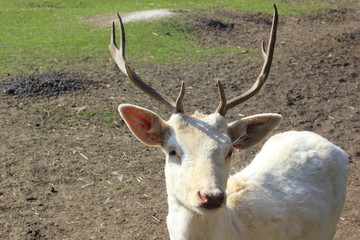Weißer Hirsch (Damhirsch, Damwild) in einem Zoo