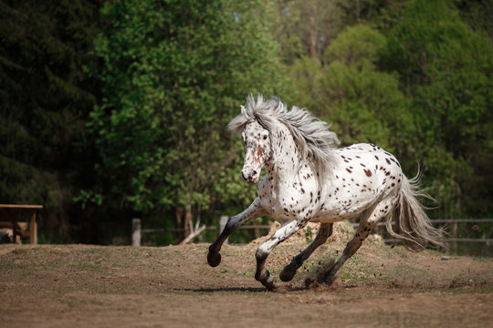 557 Appaloosa Horses Stock Photos - Free & Royalty-Free Stock Photos from  Dreamstime