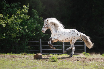 Obraz na płótnie Canvas knabstrup appaloosa horse trotting in a meadow