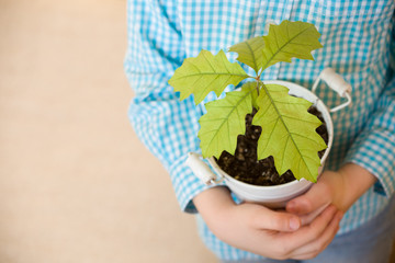 Sprout a young oak tree in a child hands. The concept - the life beginning, care, successful future growth. Oak sapling in hands. Boy going to plant a new oak tree in the garden.
