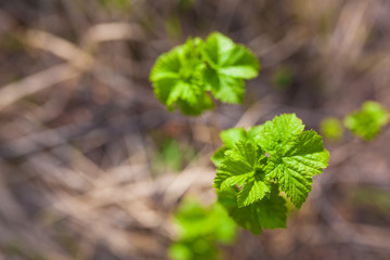 Soft de focused spring texture of tree branches with first new leaves on it