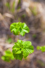 Soft de focused spring texture of tree branches with first new leaves on it