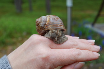 Snail crawling on hand. Helix pomatia (common names the Burgundy snail, Roman snail, edible snail or escargot) is a species of large, edible, air-breathing land snail.  © LuckyRiga