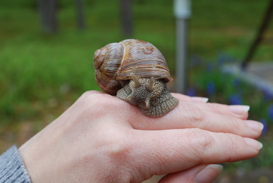 Snail crawling on hand. Helix pomatia (common names the Burgundy snail, Roman snail, edible snail or escargot) is a species of large, edible, air-breathing land snail. 