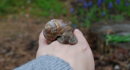 Snail crawling on hand. Helix pomatia (common names the Burgundy snail, Roman snail, edible snail or escargot) is a species of large, edible, air-breathing land snail. 