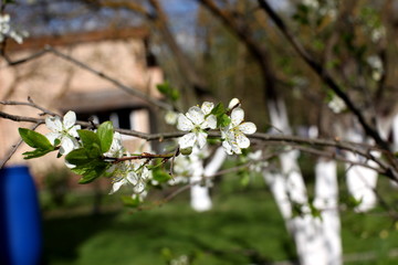 Fototapete bei efototapeten.de bestellen   
