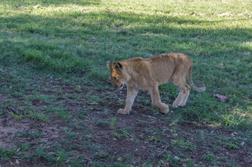 African Lion cub resting and eating a midday meal