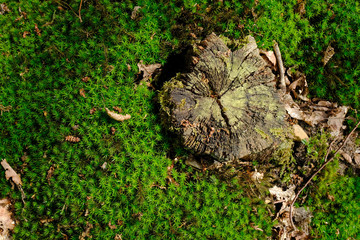 Mousse forêt humide bois tapis humidité vert sous-bois feuille