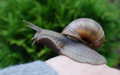 Snail crawling on hand. Helix pomatia (common names the Burgundy snail, Roman snail, edible snail or escargot) is a species of large, edible, air-breathing land snail. 