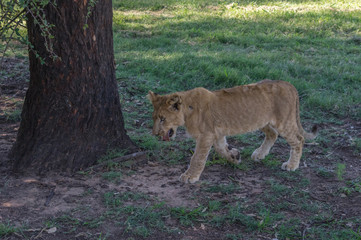 African Lion cub resting and eating a midday meal