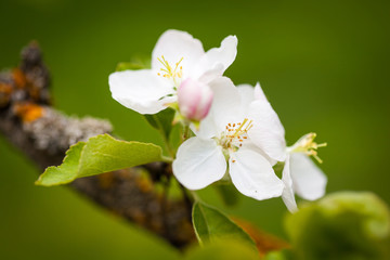 Apple flower bloom