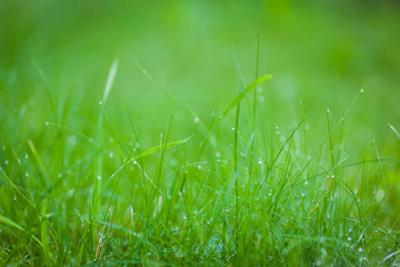 Green grass with dew