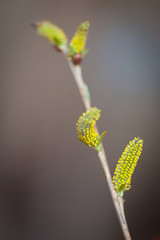Bloom pussy-willow branch