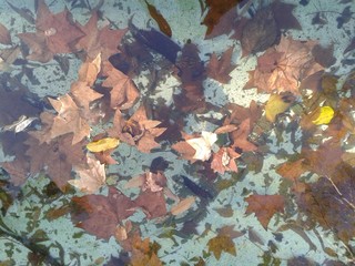Folhas caídas no lago