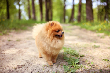 Pomeranian dog on a walk. Dog outdoor. Beautiful dog